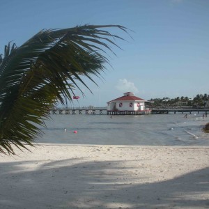 photo of beach, pier ,palm tree, people swimming.