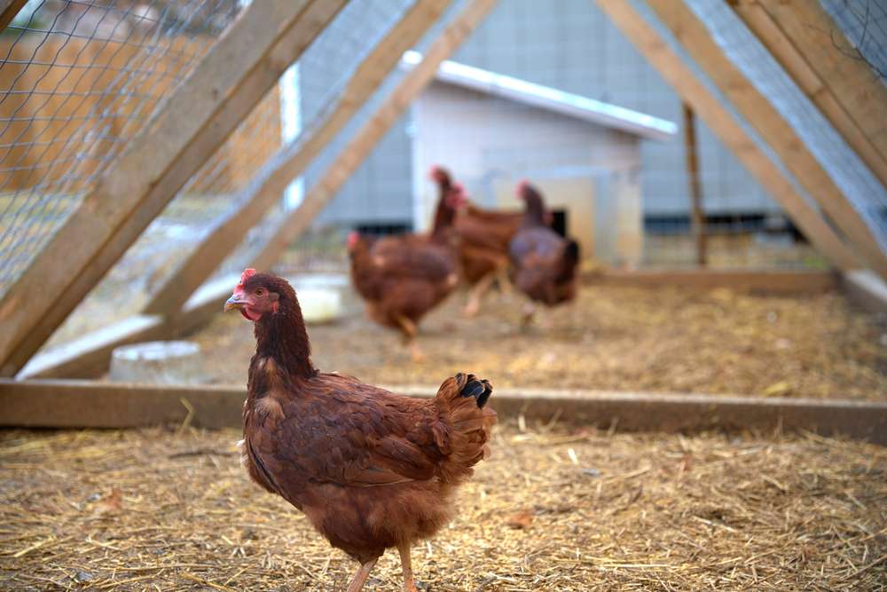 chickens in a run